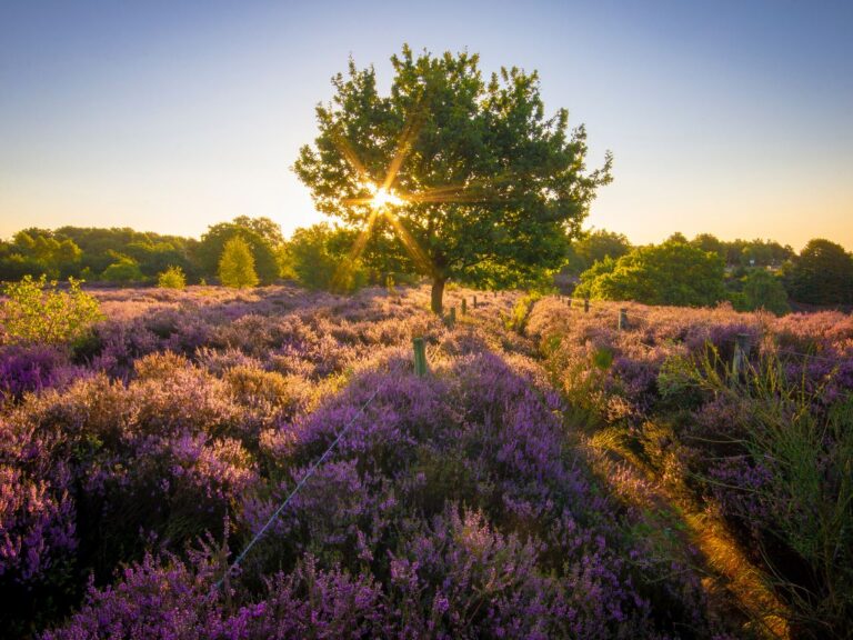 Landal Gooise Heide vakantiepark in Huizen - Noord-Holland
