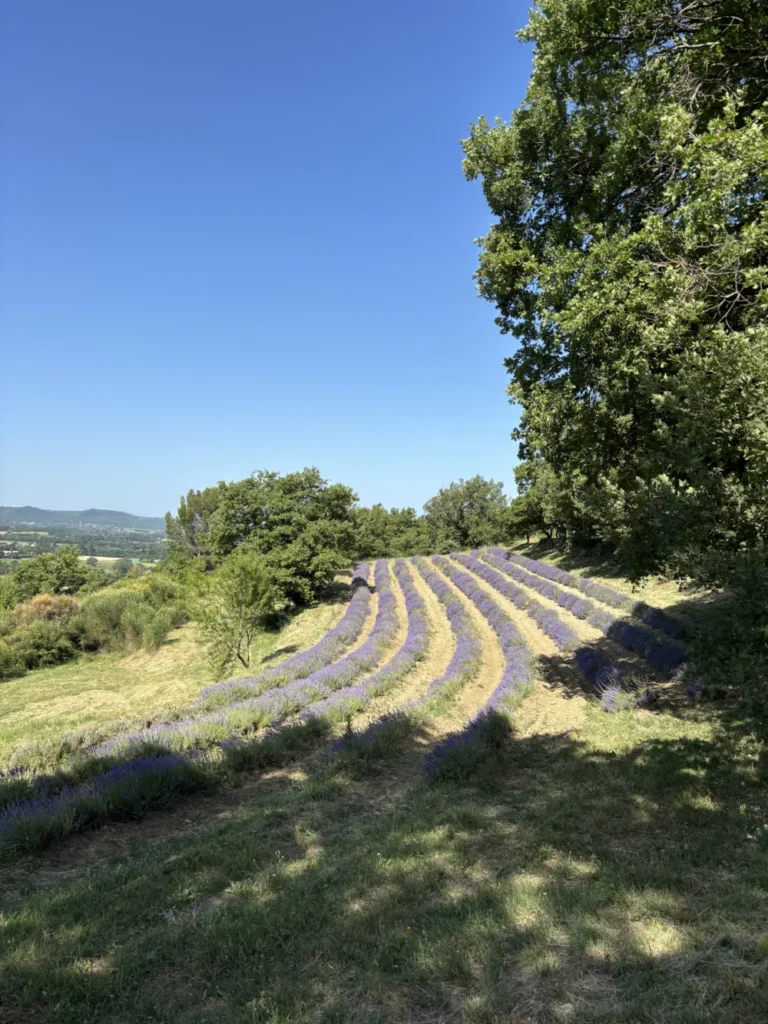 Lavendelveld tussen het groen in de Drôme in Frankrijk