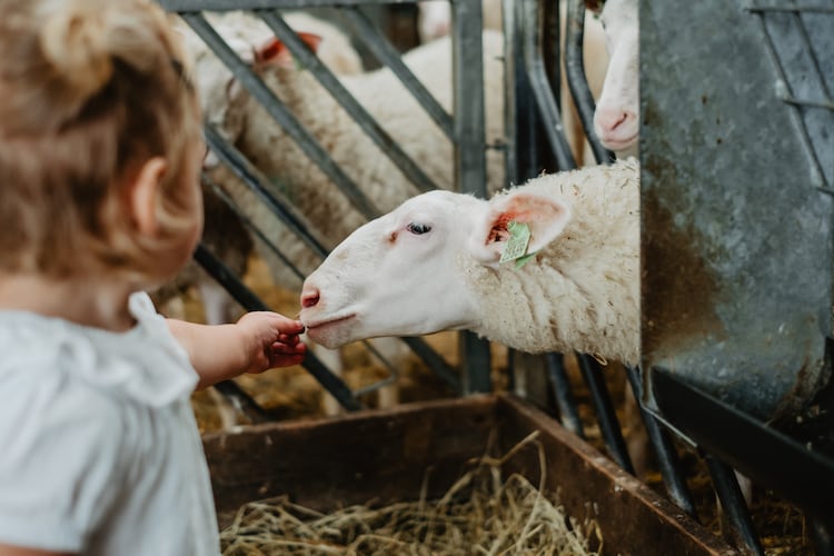 De Zeekraal - Roompot.nl