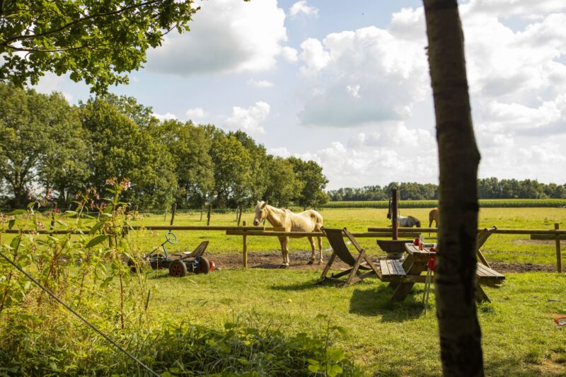 Boerenbed De Lange Weide, Paarden