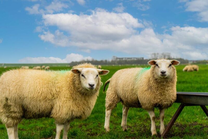 Schapen