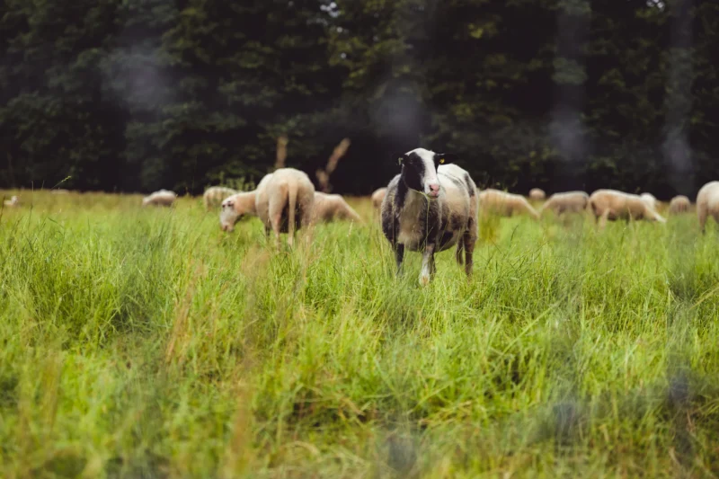 Roompot-Bospark-de-Schaapskooi-ontdek de natuur