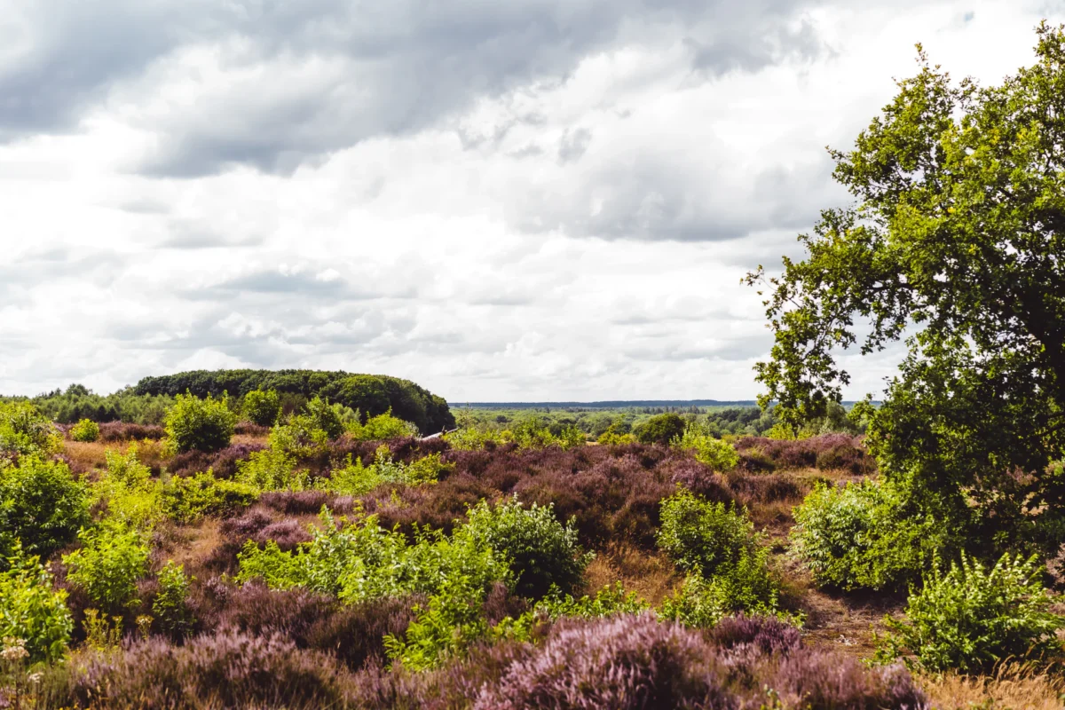 Roompot-Bospark-de-Schaapskooi-vind rust