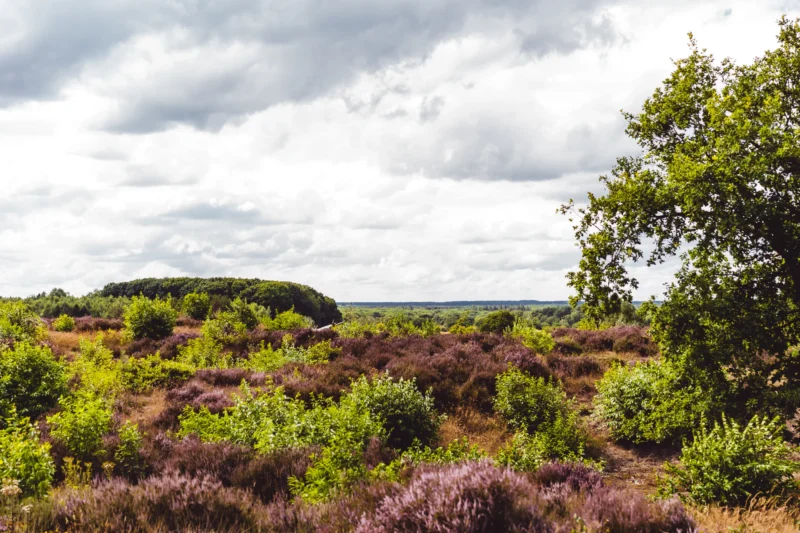 Roompot-Bospark-de-Schaapskooi-vind rust