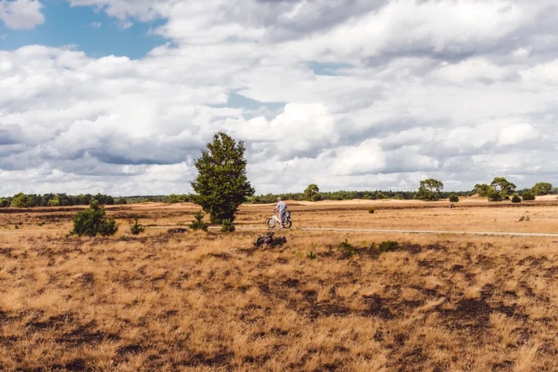 Roompot-Bospark-de-Schaapskooi-rust en ruimte