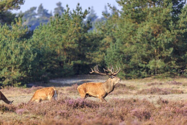 Topparken Resort Veluwe, Dieren in natuur