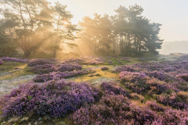 Paarse heide en dennenbomen in het ochtendlicht