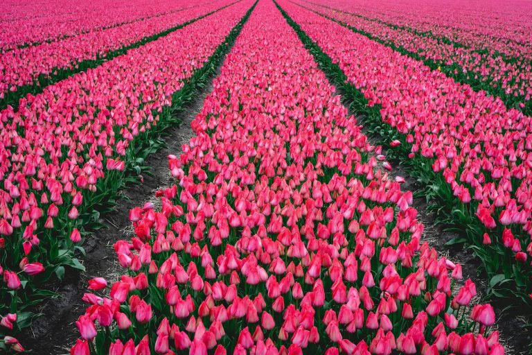 Tulpenvelden in Nederland