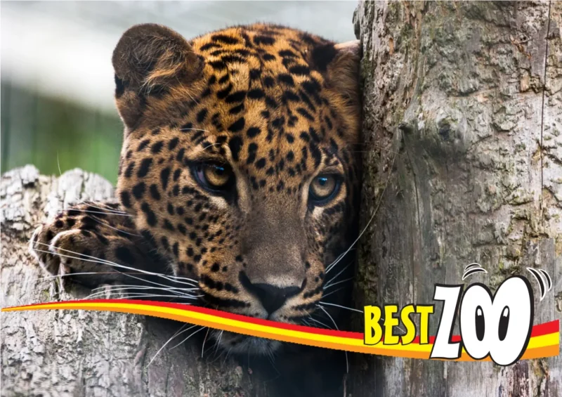 BestZOO