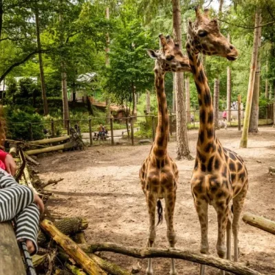 DierenPark Amersfoort
