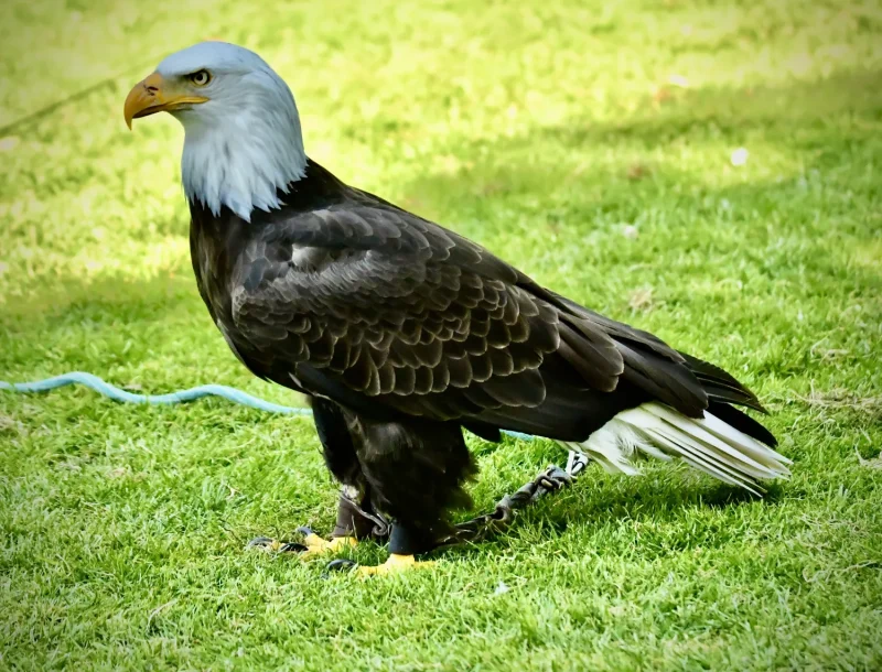 Dierenpark de Oliemeulen