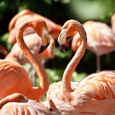 Vogelpark Avifauna