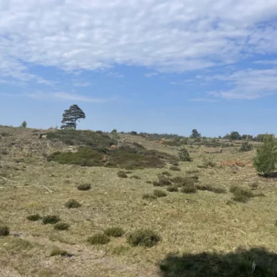 Nationaal Park Drents-Friese Wold