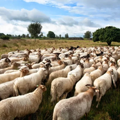 Nationaal Park Dwingelderveld
