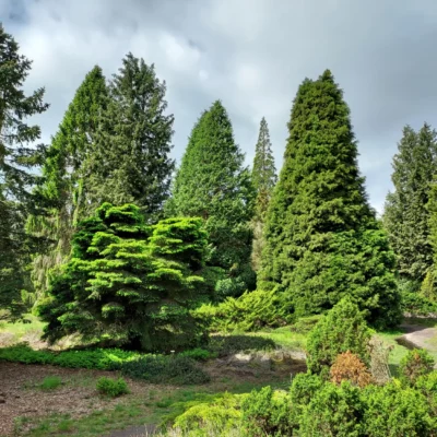 Pinetum Ter Borgh