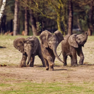 Safaripark Beekse Bergen