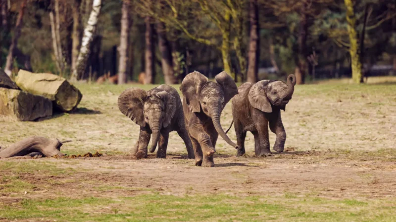Safaripark Beekse Bergen