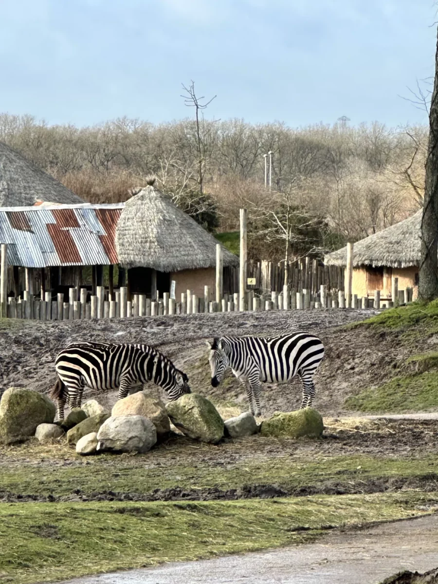 leuke dingen om te doen in dierentuin