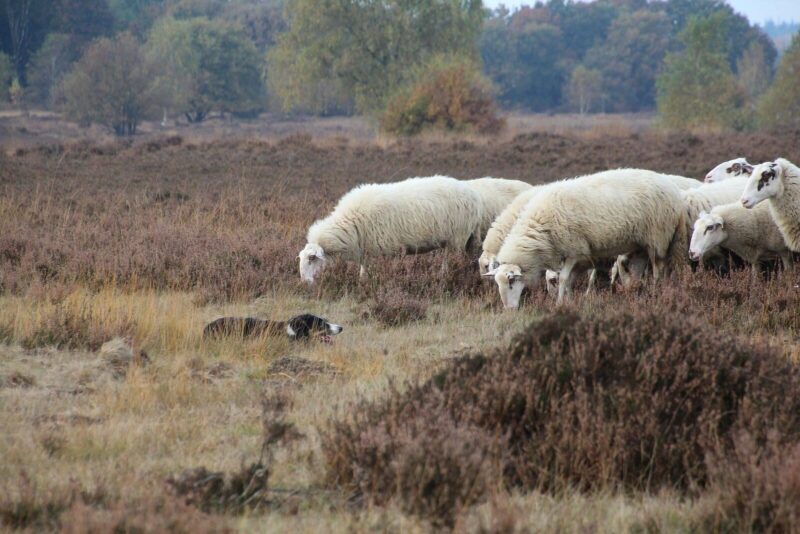 Resort-Valley-natuur en bos