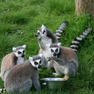 Dierenpark Hoenderdaell
