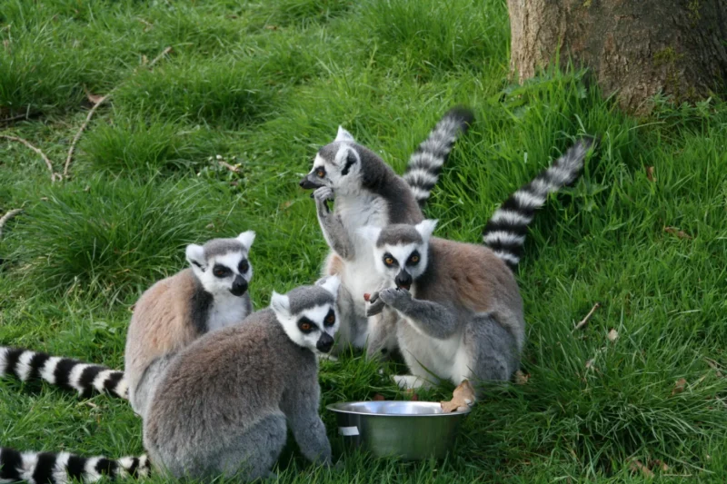Dierenpark Hoenderdaell