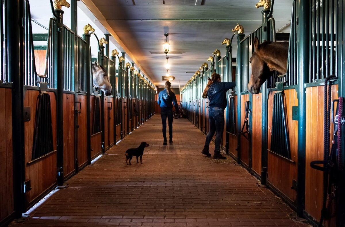 Park Drentheland - paardenmanege