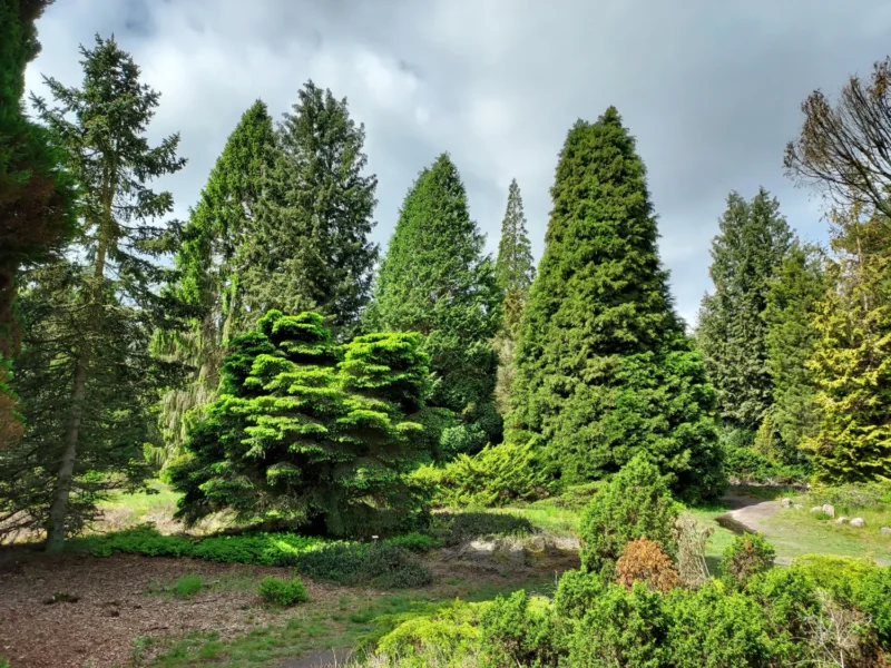 Pinetum Ter Borgh