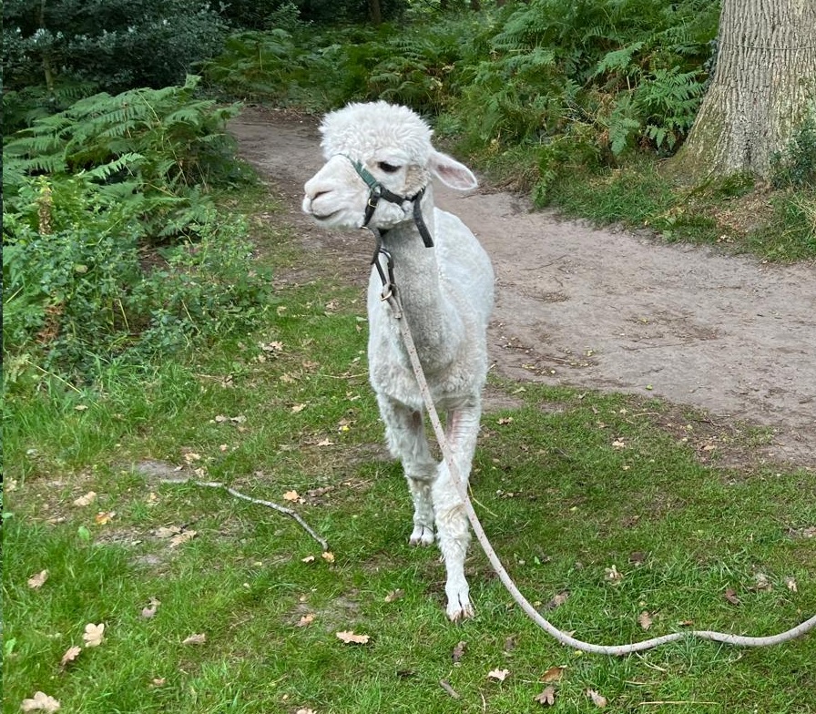 Wandelen met Alpaca volenbeek speach