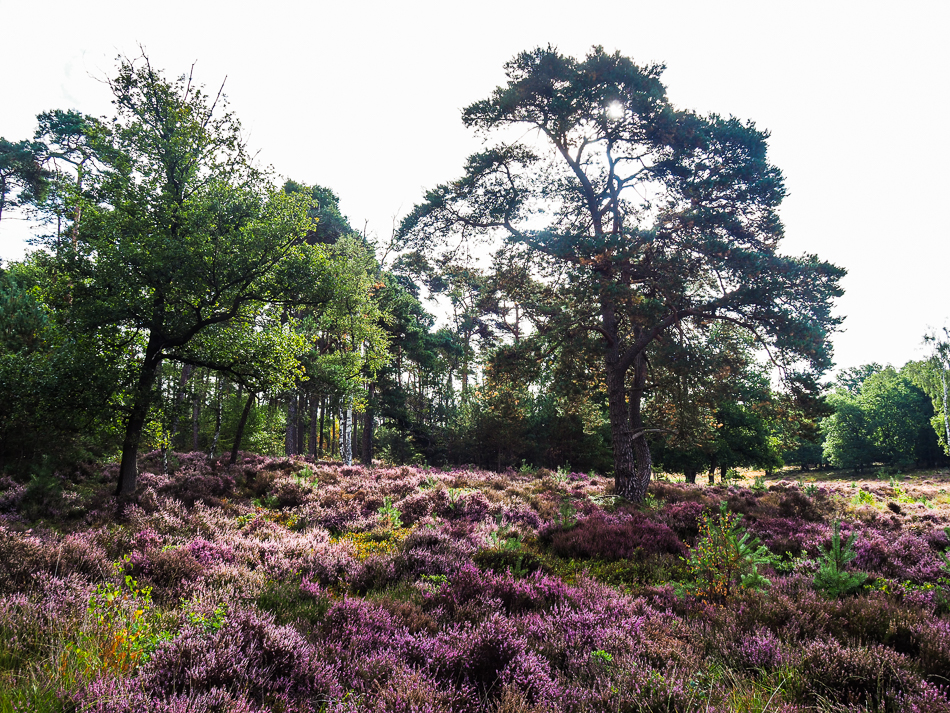 Veluwe en zijn heide