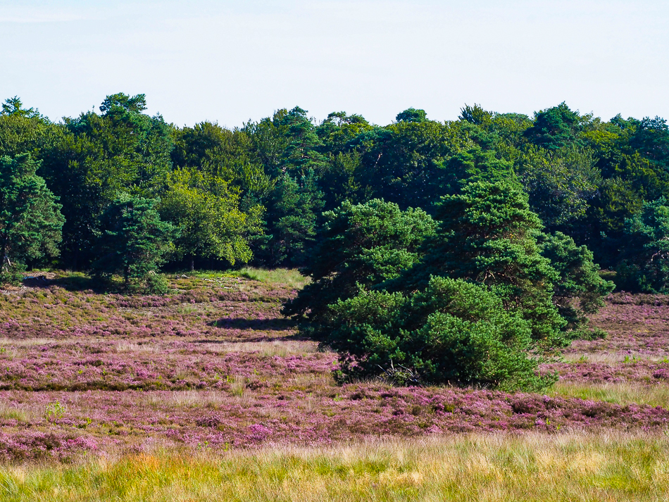 Prachtige heide