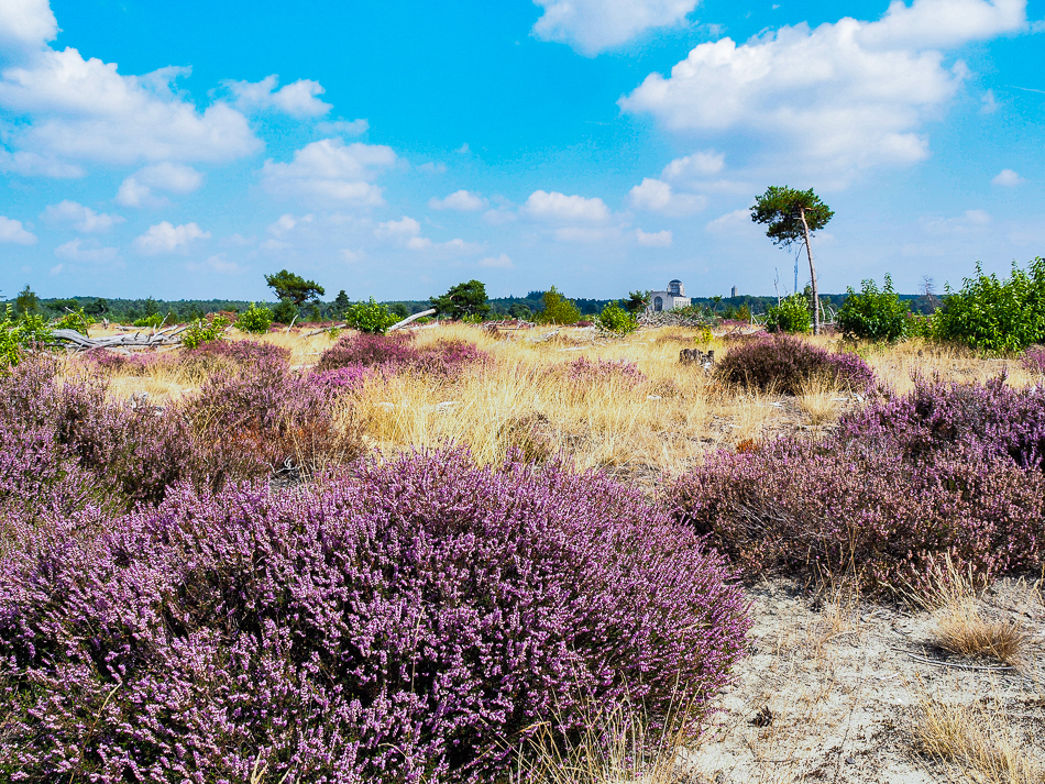 heidevelden op de Veluwe 