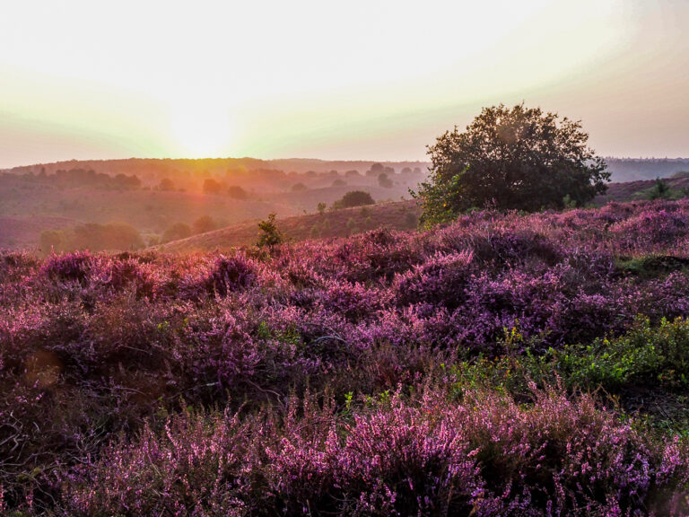 heidevelden op de Veluwe