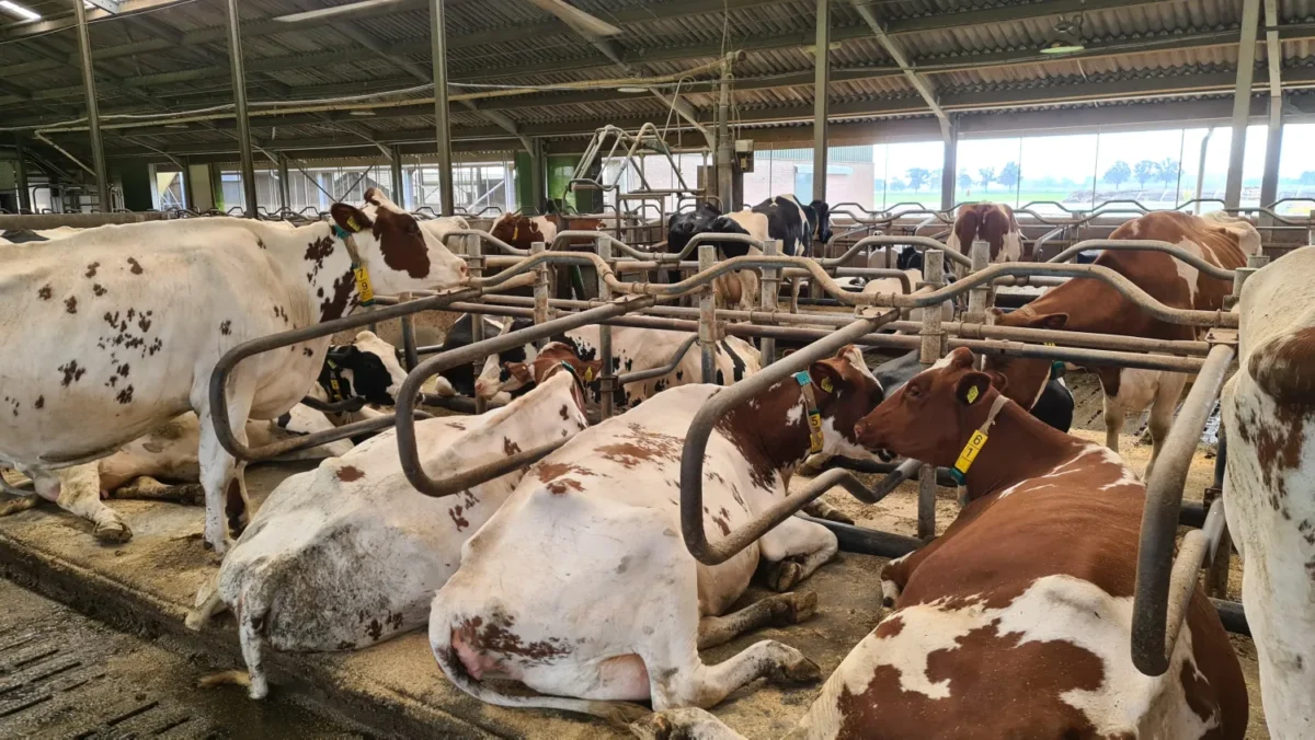 Activiteitenboerderij het Hobbyschuurtje koeien