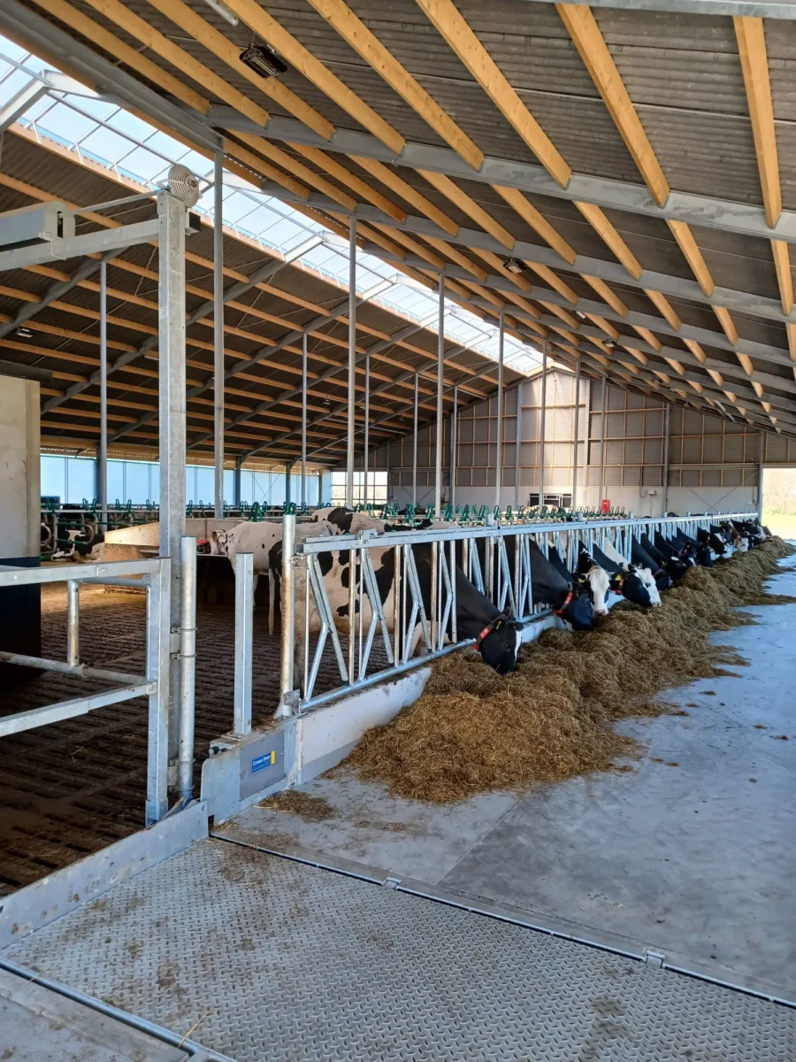 Boerderij Nellesteijn koeien