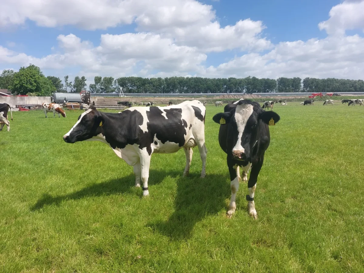 Boerderij Polderzicht koe