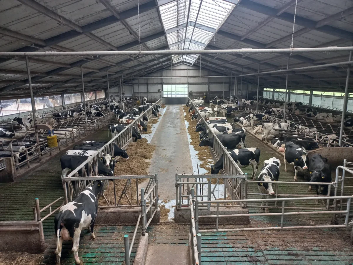 Boerderij Polderzicht koeien