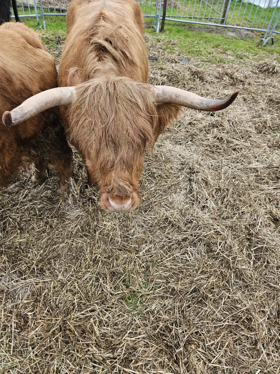 Farm Country Fair