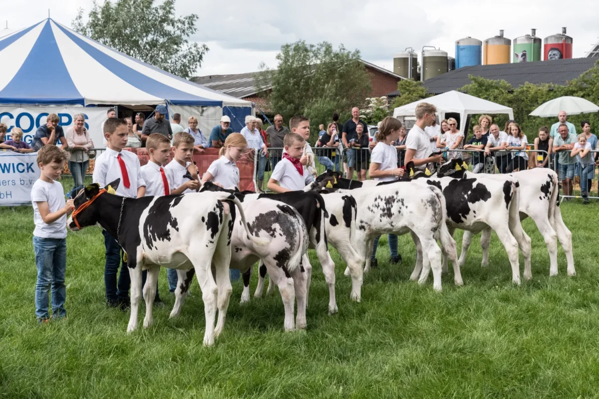 Farm Country Fair kalveren