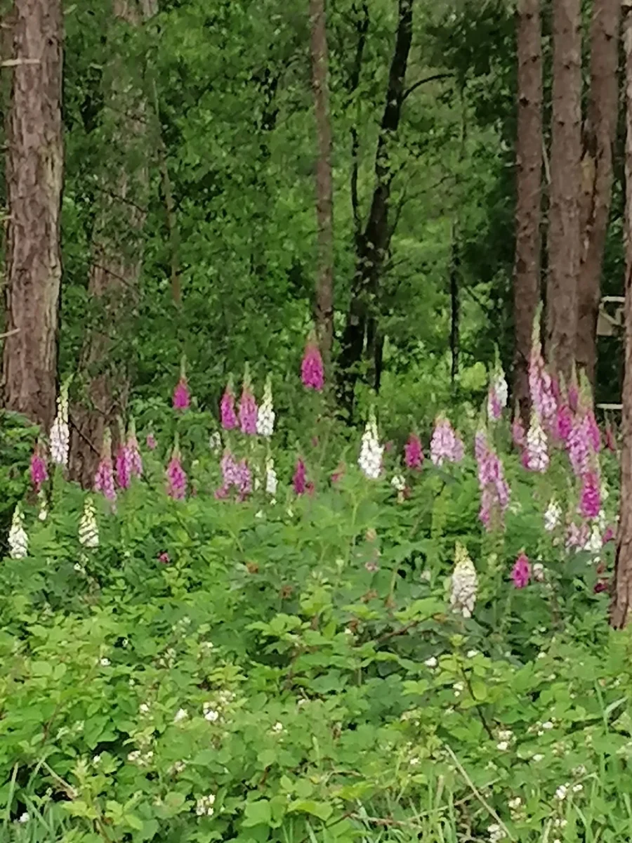 Wandelevenement Venray bloemen