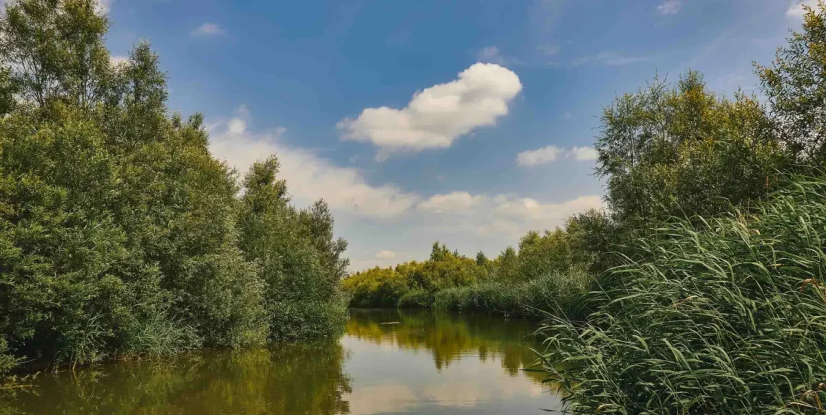 Nationaal Park De Biesbosch groen