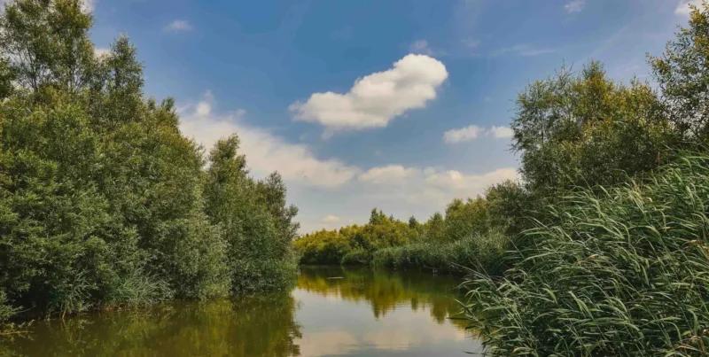 Nationaal Park De Biesbosch