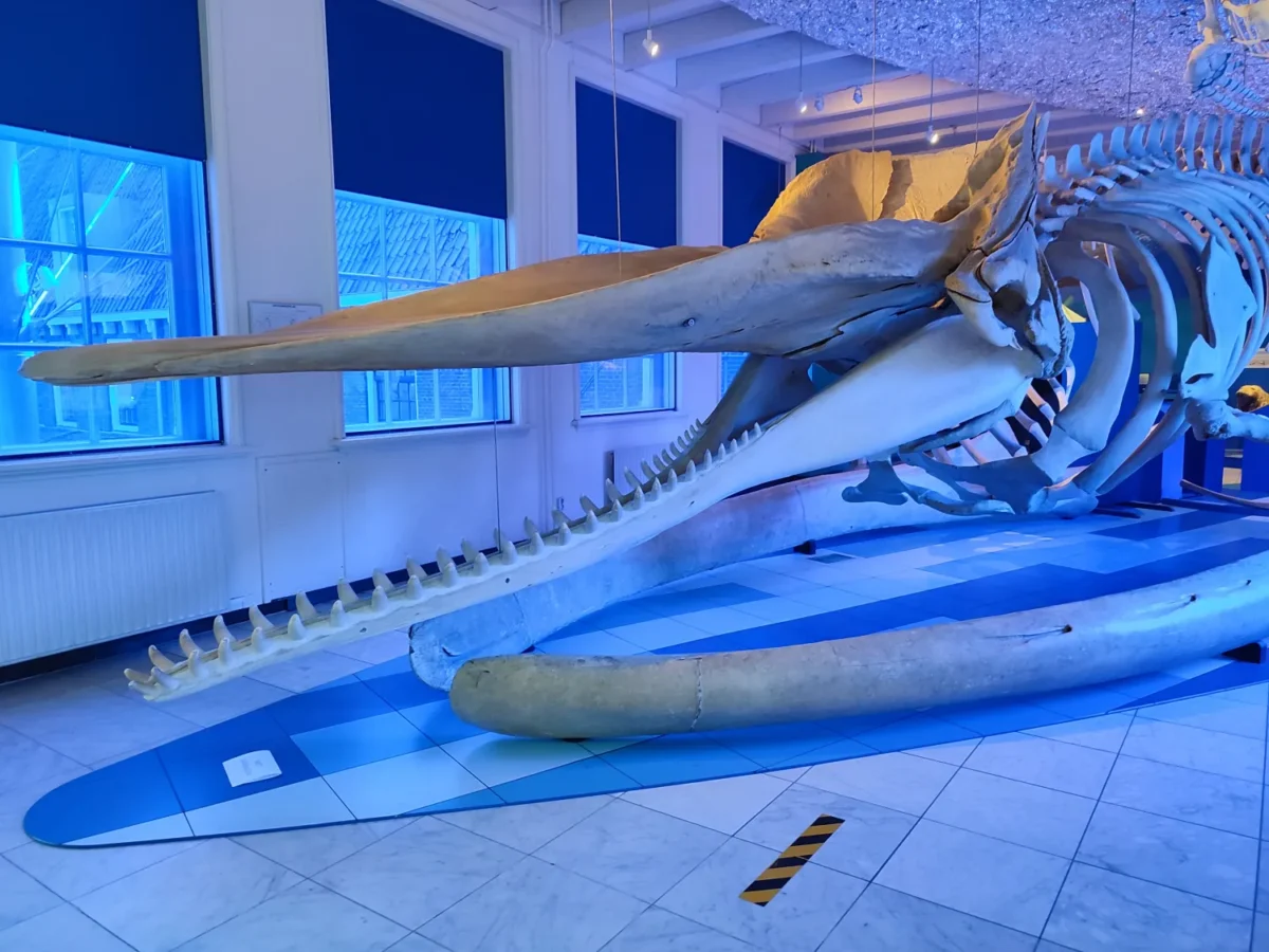 Natuurmuseum walvisskelet