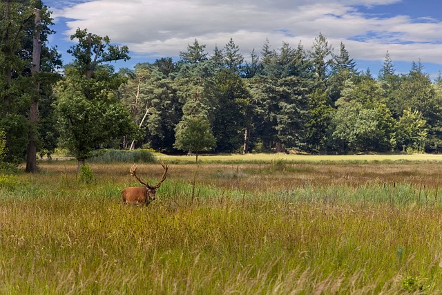 Edelhert op de veluwe