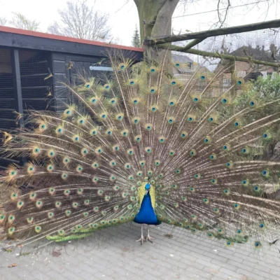 Stadsboerderij De Vosheuvel