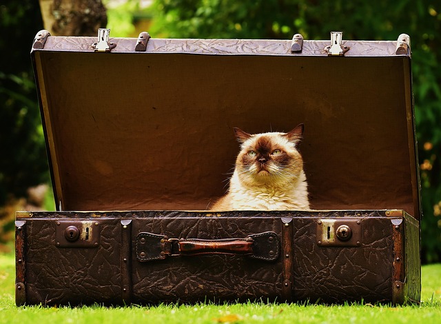 Niet vergeten op vakantie. Je kat