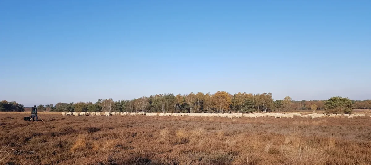 Veluwe