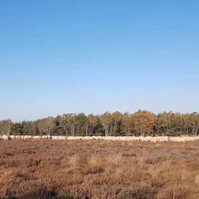 Veluwe Specialist Garderen