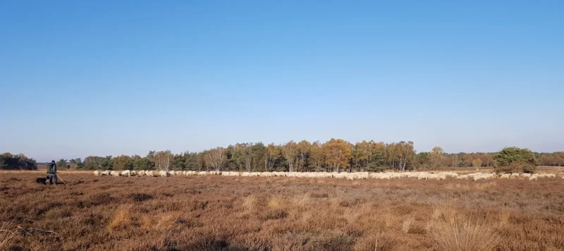 Veluwe Specialist Garderen