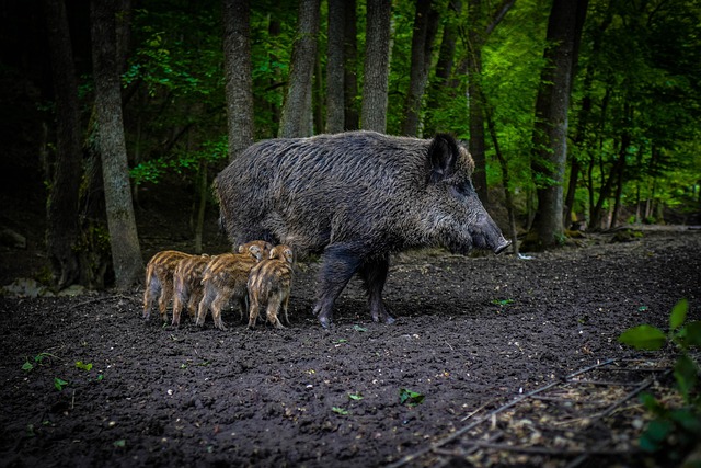 Wild zwijn veluwe