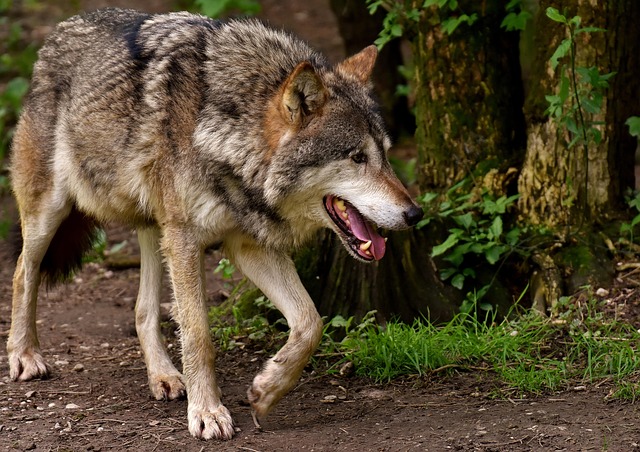 Wolf op de veluwe nederland
